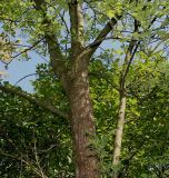 Fraxinus variety coriacea