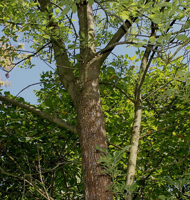 Image of Fraxinus velutina var. coriacea specimen.