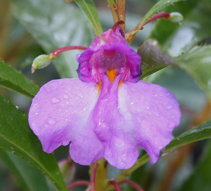 Image of Impatiens balsamina specimen.