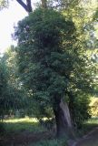 Hedera helix. Растение на стволе погибшего дерева. Германия, г. Duisburg, Ботанический сад. 20.09.2013.