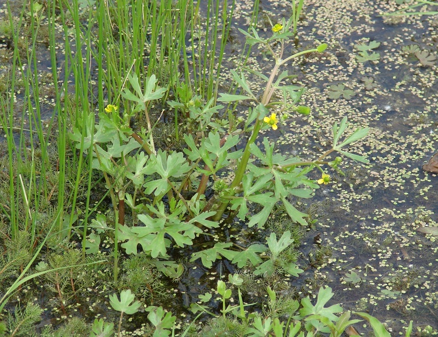 Image of Ranunculus sceleratus specimen.