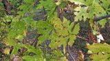 Ampelopsis aconitifolia