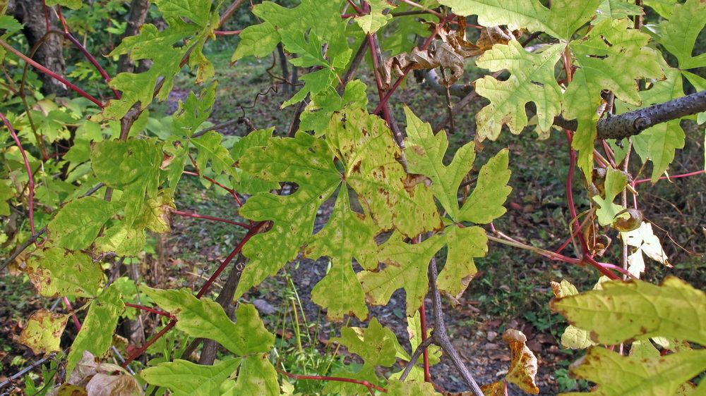 Image of Ampelopsis aconitifolia specimen.