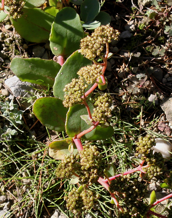 Image of genus Hylotelephium specimen.