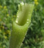 Heracleum sibiricum. Часть стебля. Видна полость внутри. Белгородская обл., Губкинский р-н, запов.\"Белогорье\", участок \"Ямская степь\". 13 июня 2009 г.