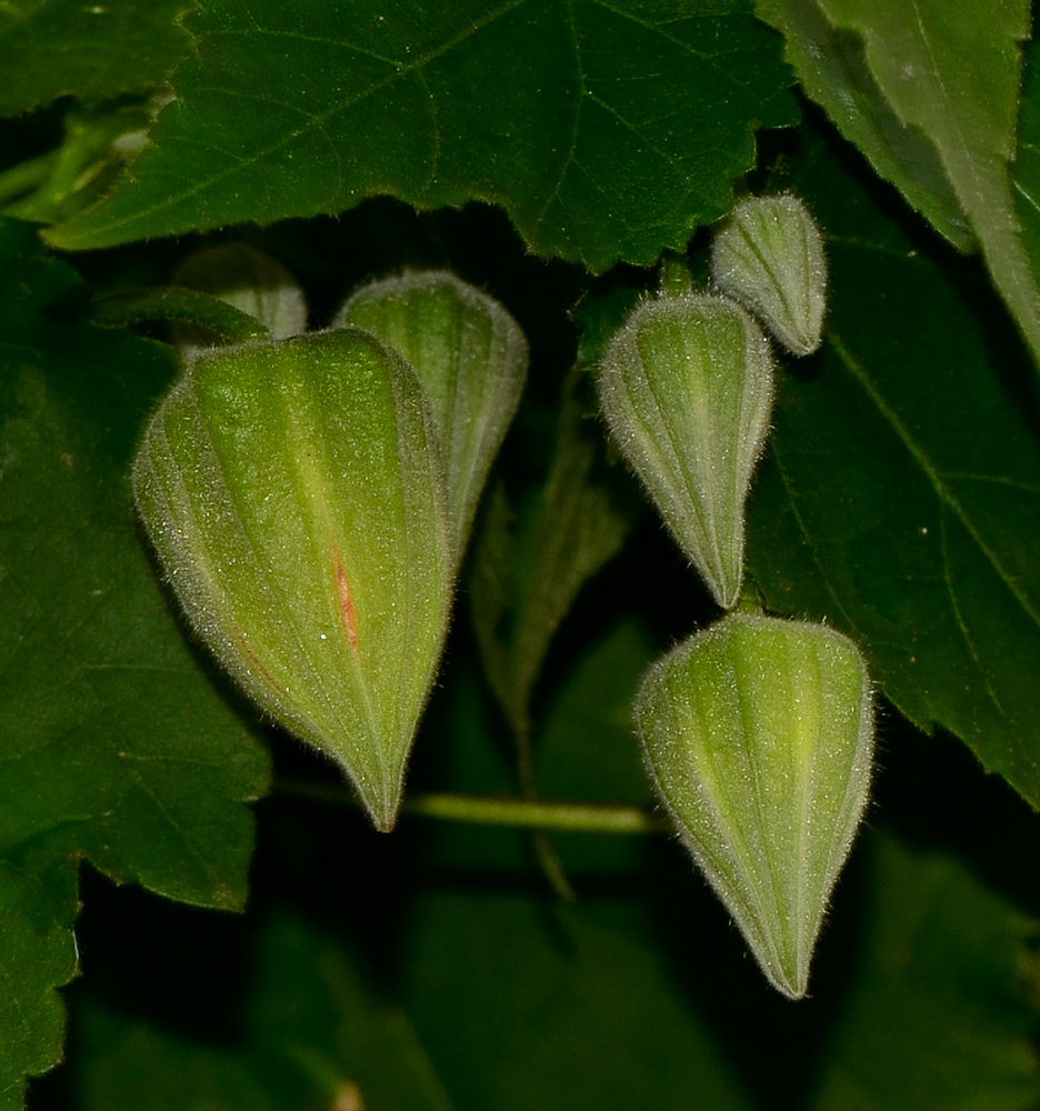 Image of Abutilon × hybridum specimen.