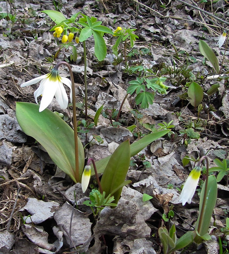 Image of Erythronium krylovii specimen.
