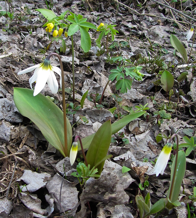 Изображение особи Erythronium krylovii.