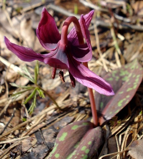 Изображение особи Erythronium dens-canis.