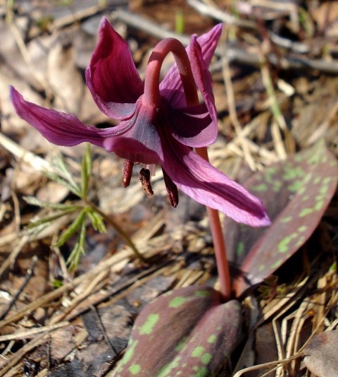 Image of Erythronium dens-canis specimen.