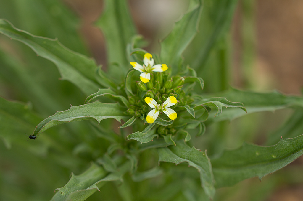 Изображение особи Erysimum repandum.