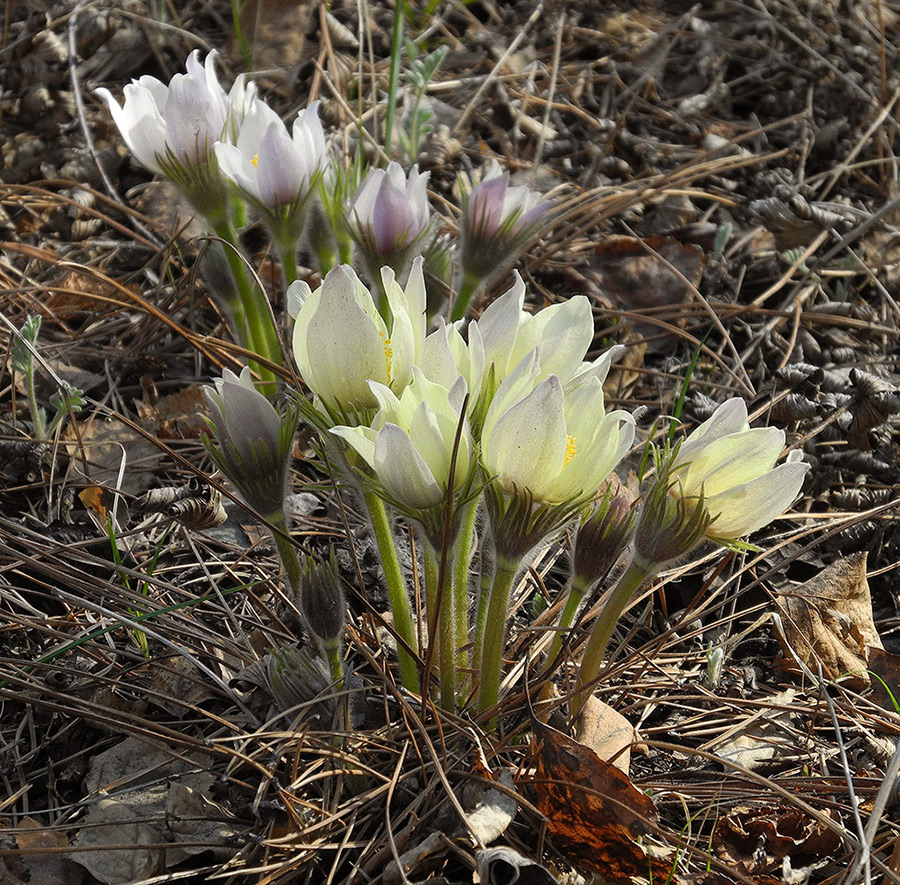 Изображение особи Pulsatilla patens.