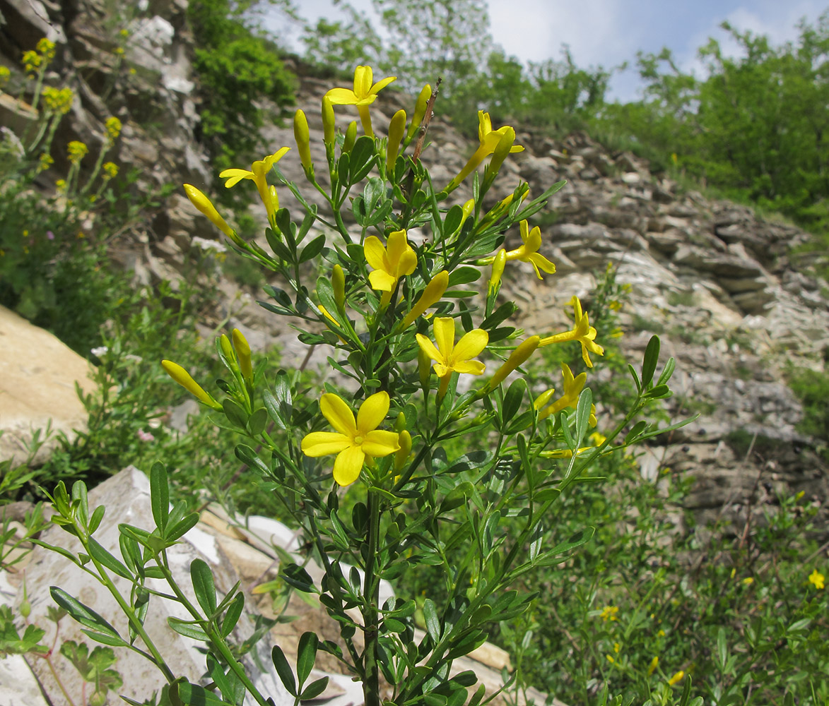 Изображение особи Jasminum fruticans.