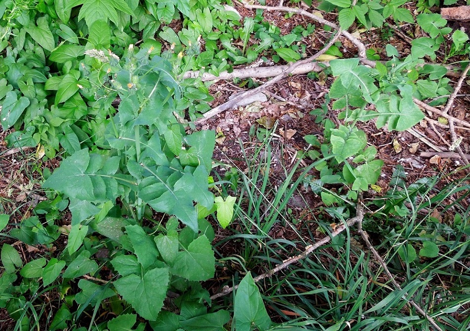 Изображение особи Sonchus oleraceus.