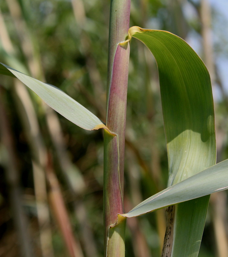 Изображение особи Arundo donax.