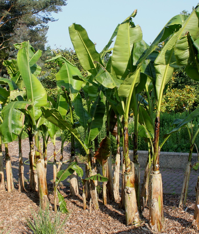 Image of Musa basjoo specimen.