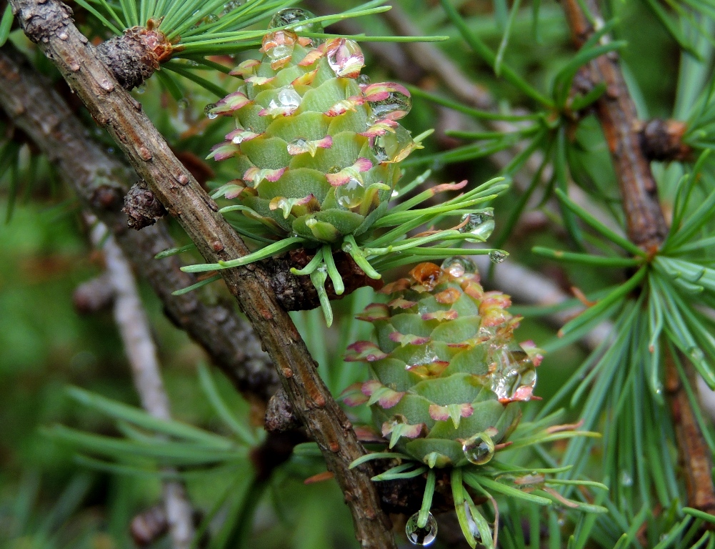 Изображение особи Larix cajanderi.