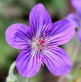 Geranium wlassovianum. Цветок. Германия, г. Дюссельдорф, Ботанический сад университета. 02.06.2014.