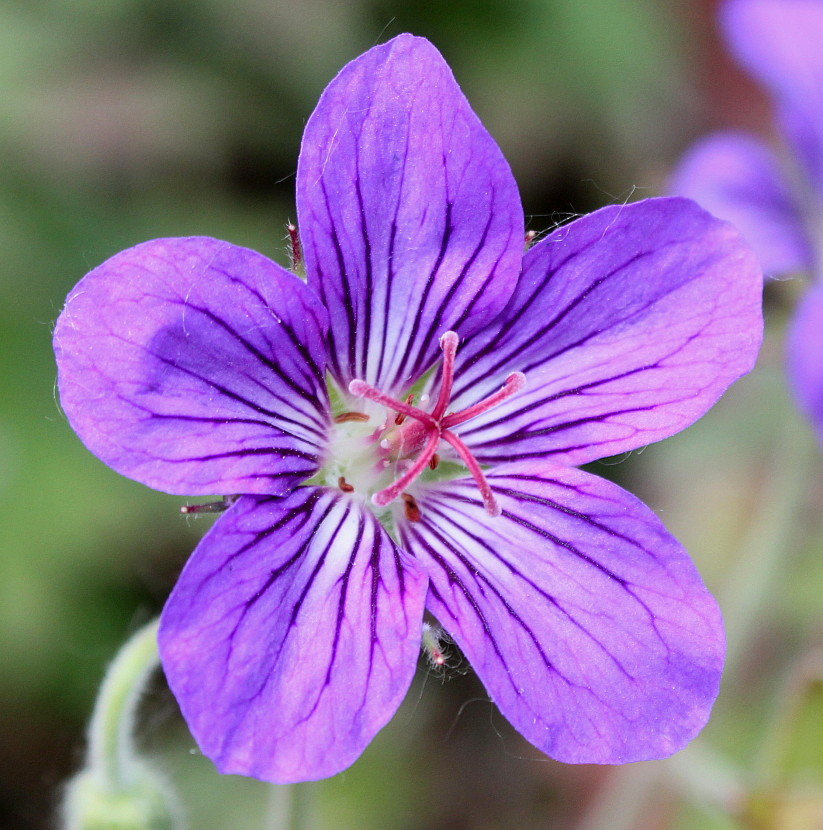 Изображение особи Geranium wlassovianum.