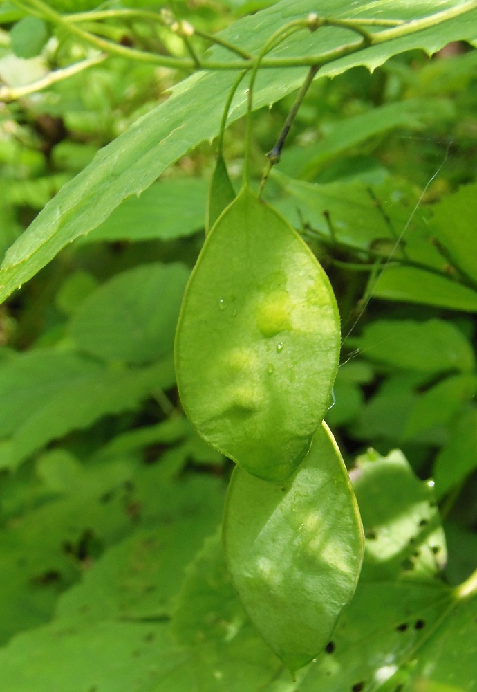 Изображение особи Lunaria rediviva.