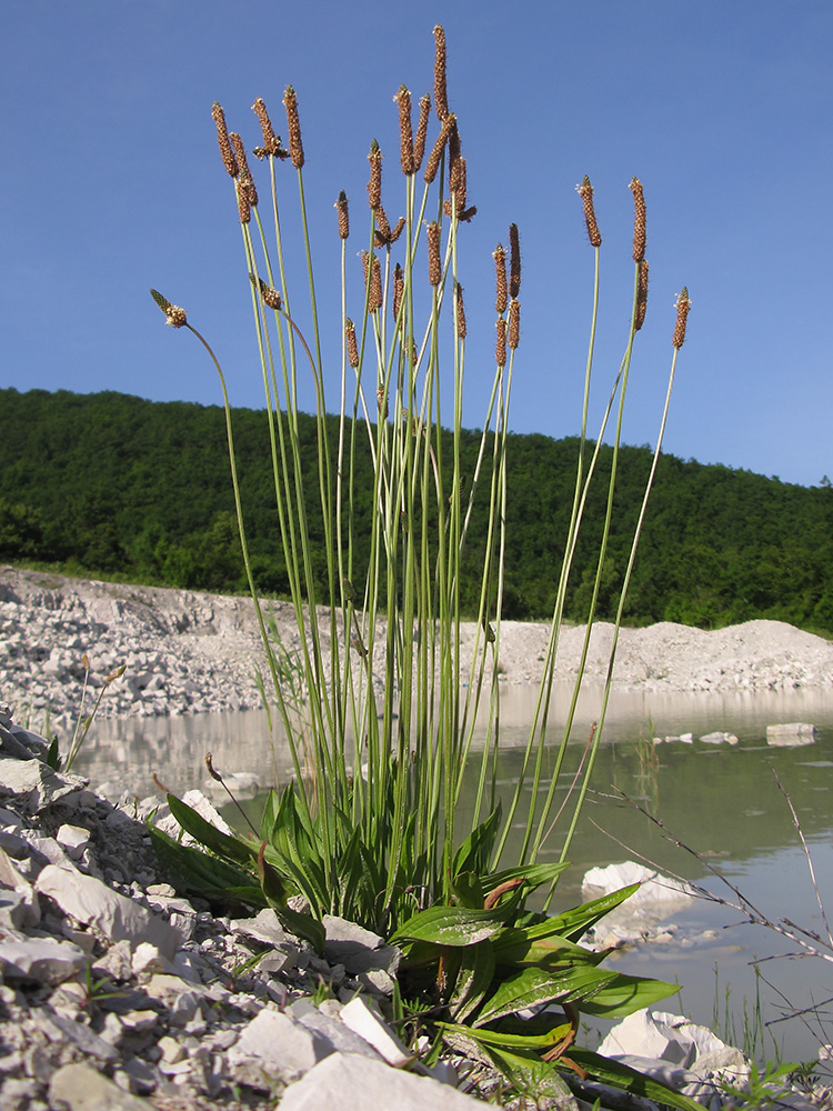 Изображение особи Plantago lanceolata.