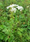 Aegopodium alpestre