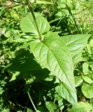 Scrophularia nodosa