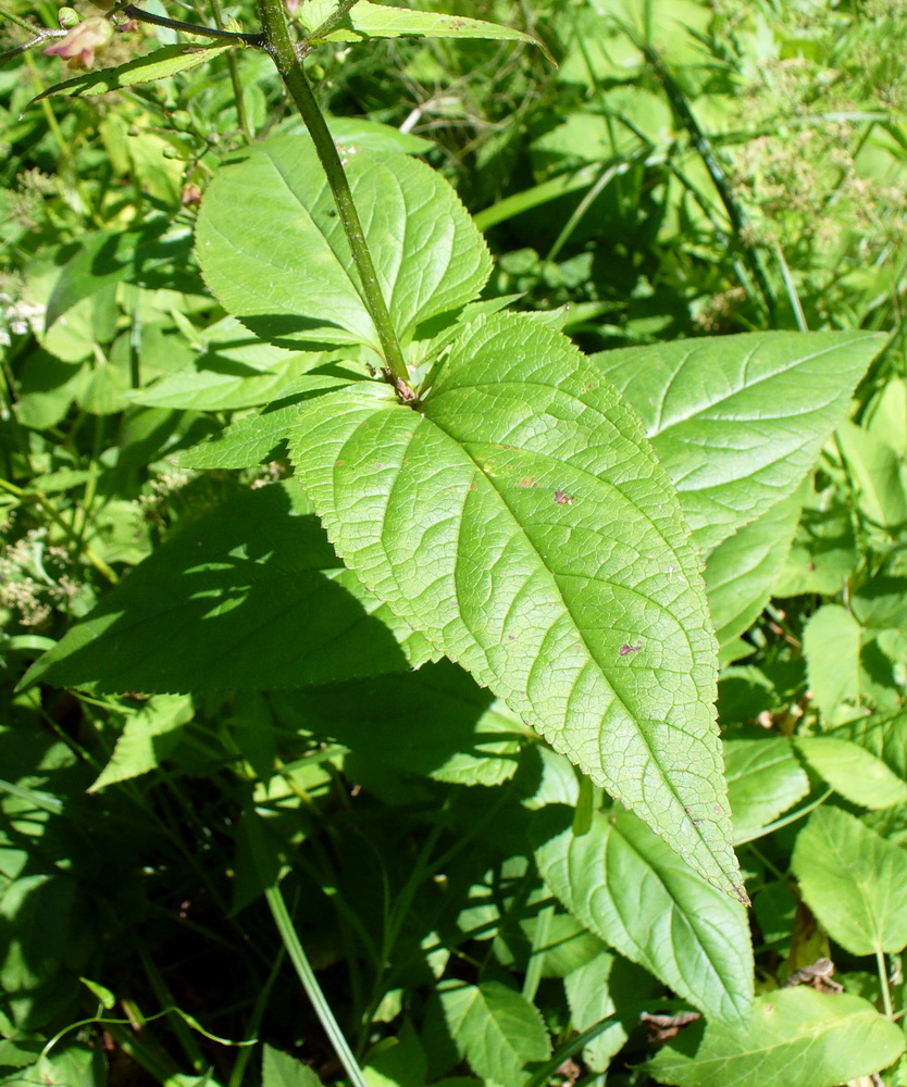 Image of Scrophularia nodosa specimen.