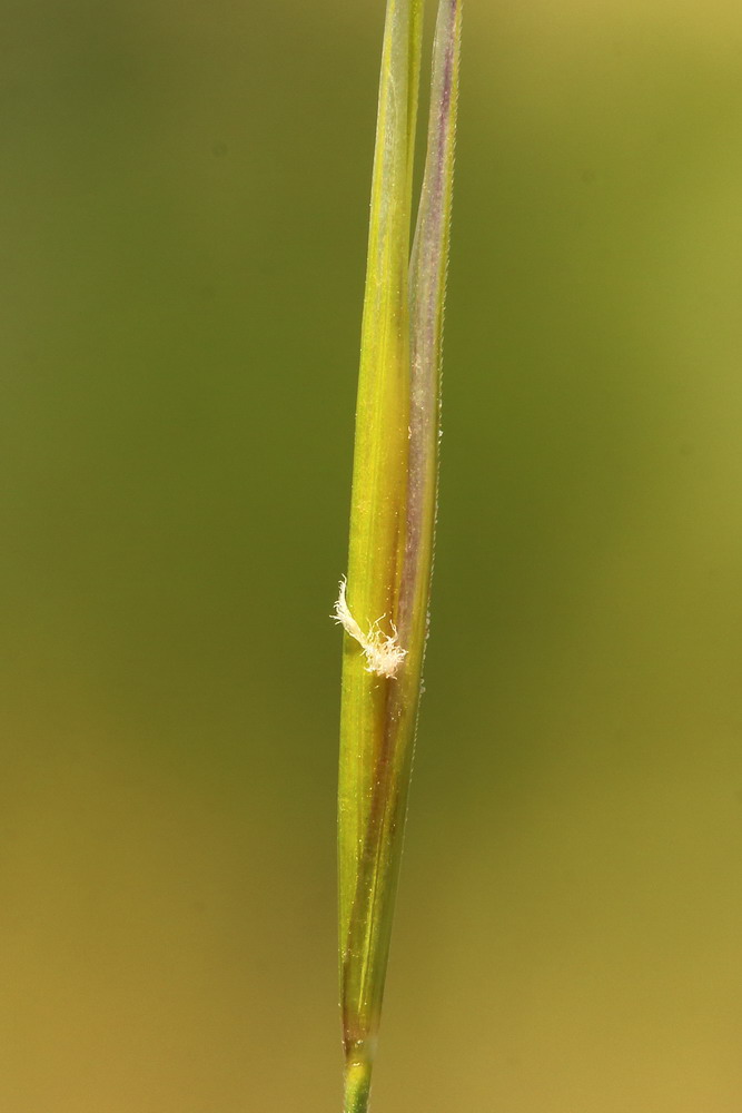 Изображение особи Stipa capillata.