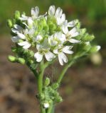 Image of taxon representative. Author is Алексей Малиновских