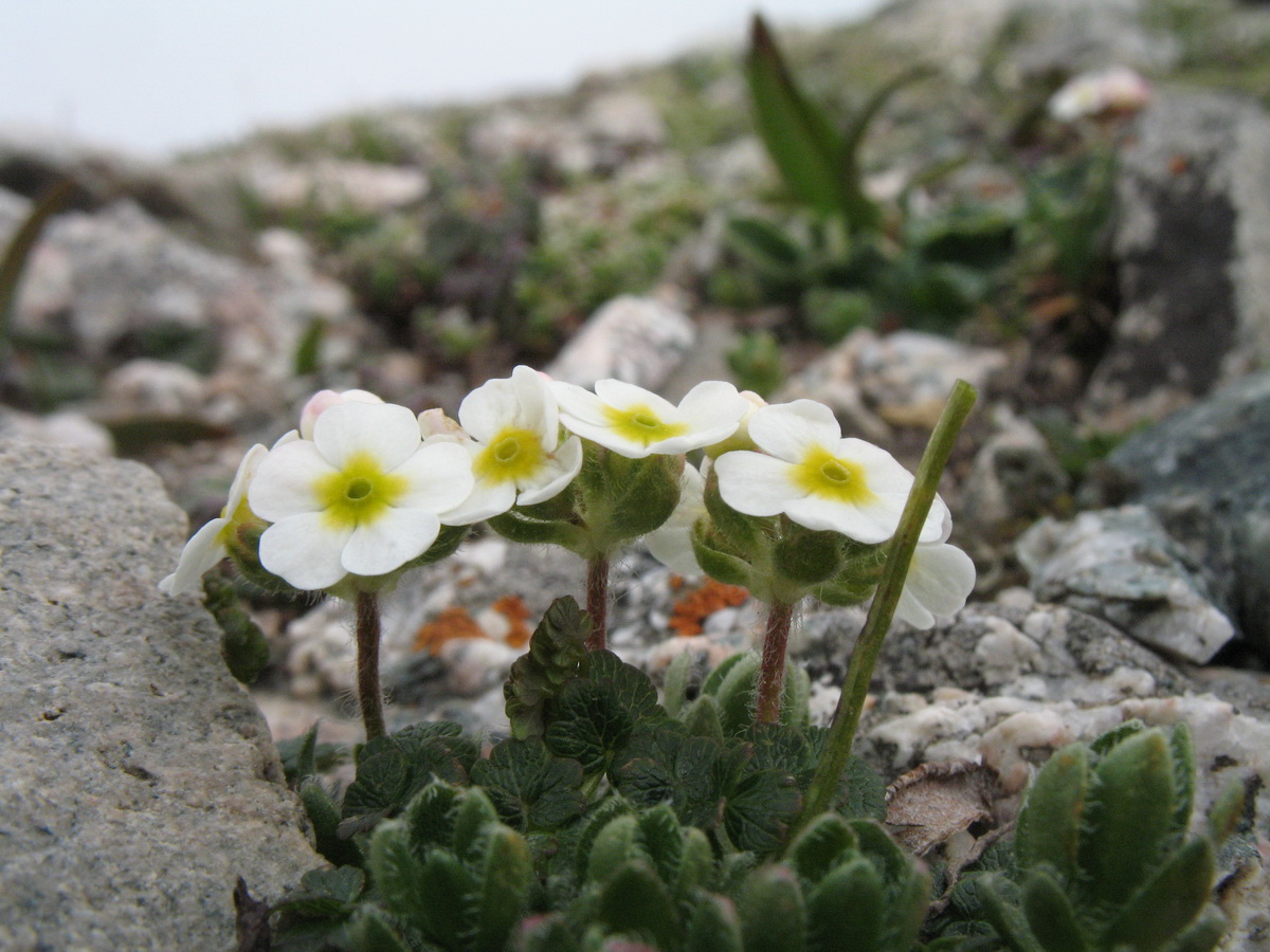 Image of Androsace lehmanniana specimen.