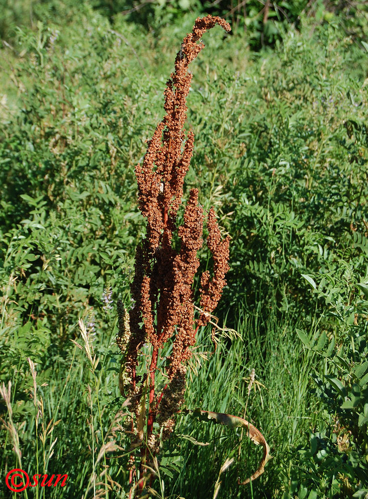 Изображение особи Rumex patientia ssp. orientalis.