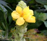 Verbascum thapsus