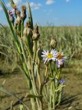 Tripolium pannonicum ssp. tripolium