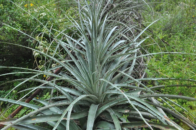 Image of familia Bromeliaceae specimen.