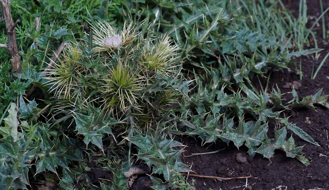 Image of Cirsium semenowii specimen.