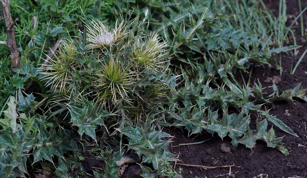 Изображение особи Cirsium semenowii.