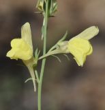 genus Linaria