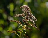 Solidago canadensis