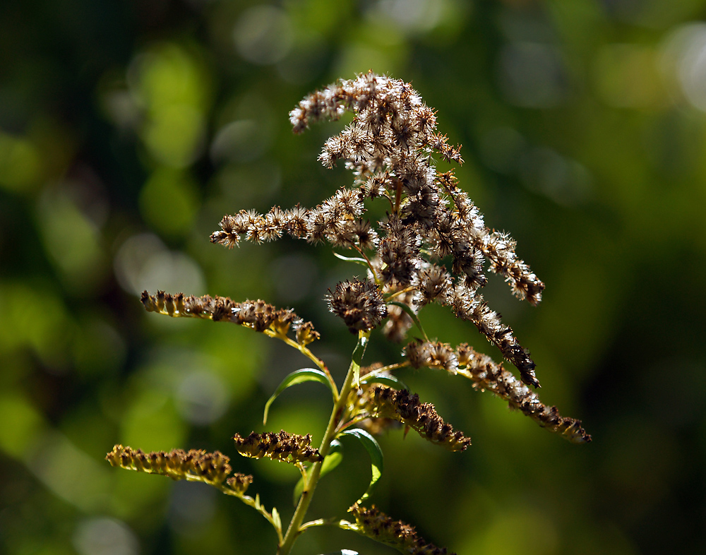 Изображение особи Solidago canadensis.