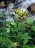 Senecio propinquus