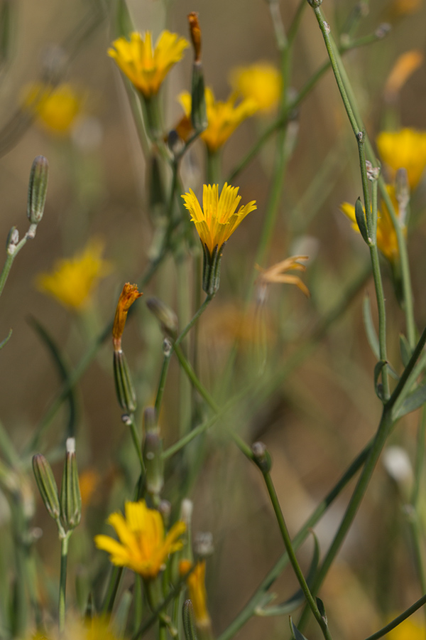 Изображение особи Chondrilla latifolia.