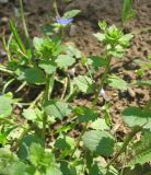 Veronica persica