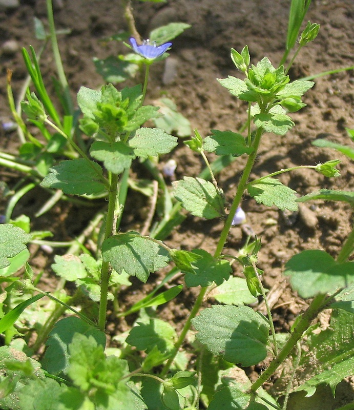 Image of Veronica persica specimen.