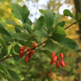 Berberis vulgaris. Ветвь с плодами. Санкт-Петербург, Дудергофские высоты. Конец сентября 2008 г.