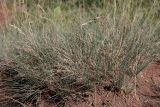 Festuca valesiaca