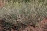 Festuca valesiaca. Плодоносящее растение. Крым, нижнее плато Чатырдага, луговая степь. 23.07.2009.