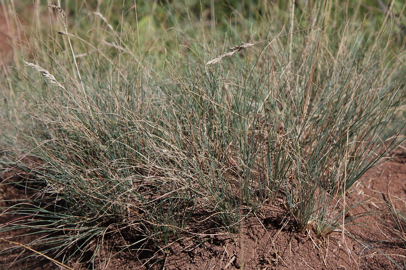 Image of Festuca valesiaca specimen.