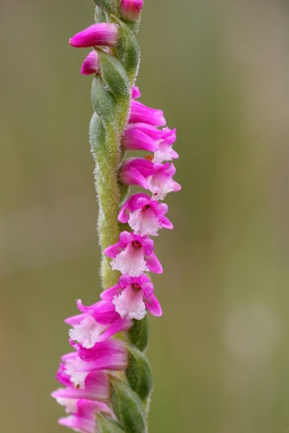 Image of Spiranthes australis specimen.