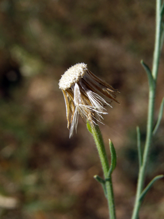 Изображение особи Heteropappus canescens.